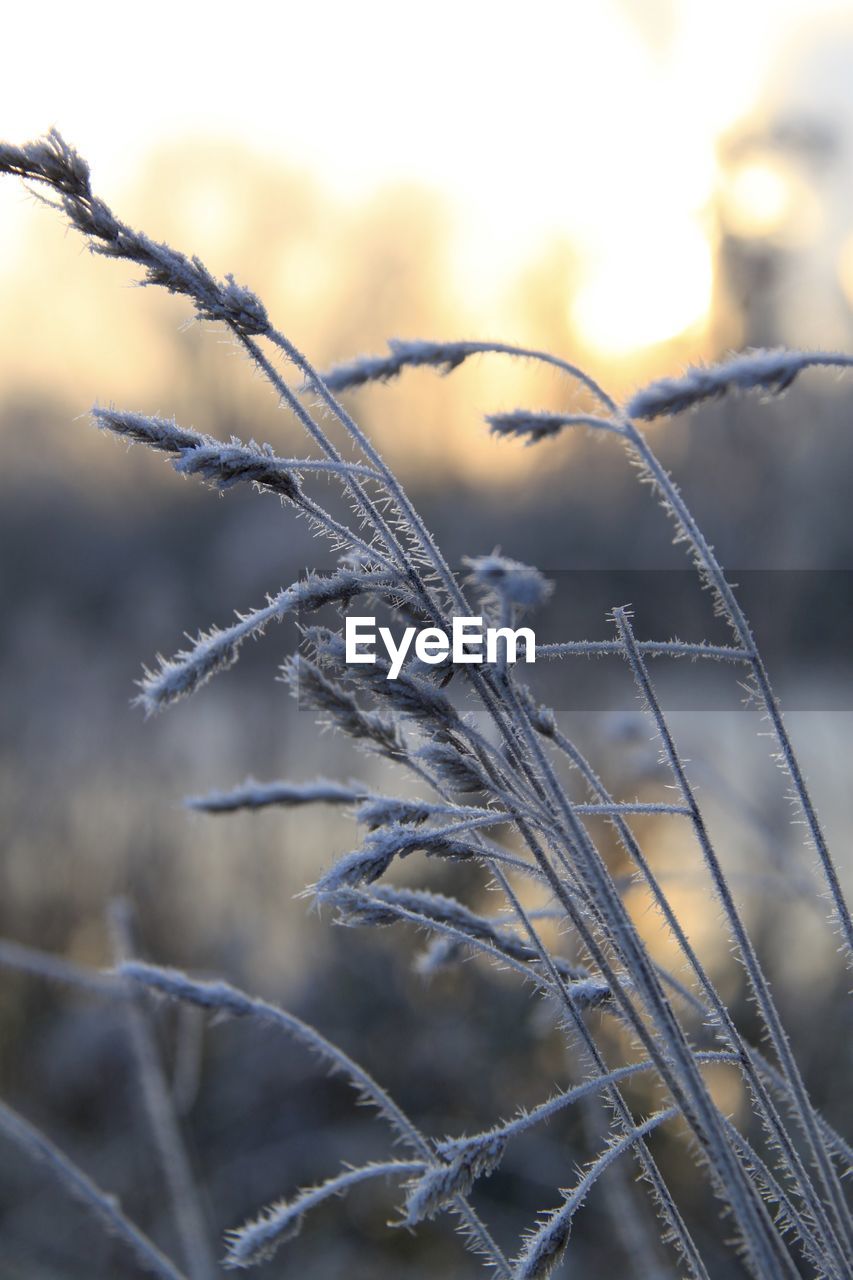 Frost covered grasses in early morning light