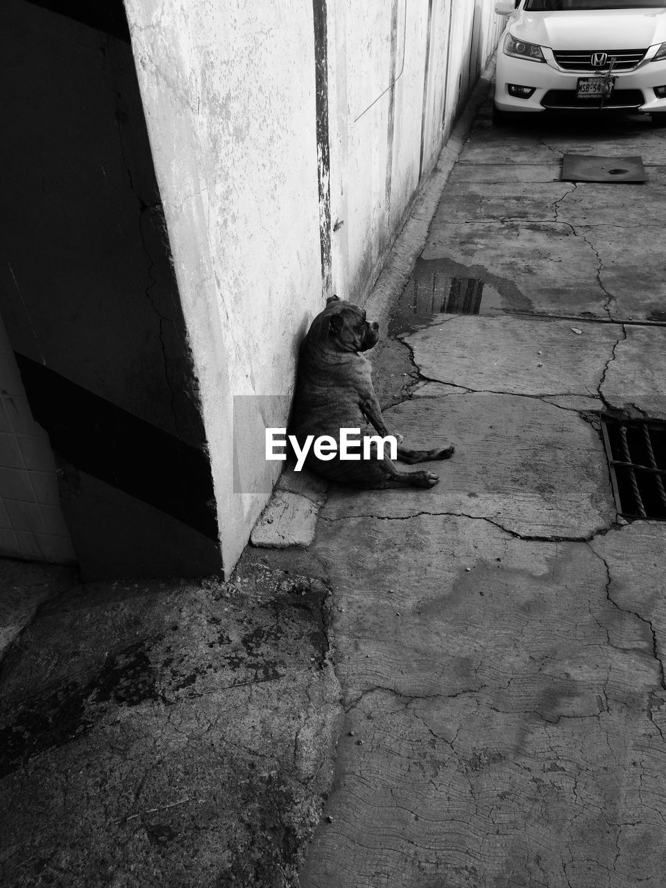 HIGH ANGLE VIEW OF CAT ON RETAINING WALL