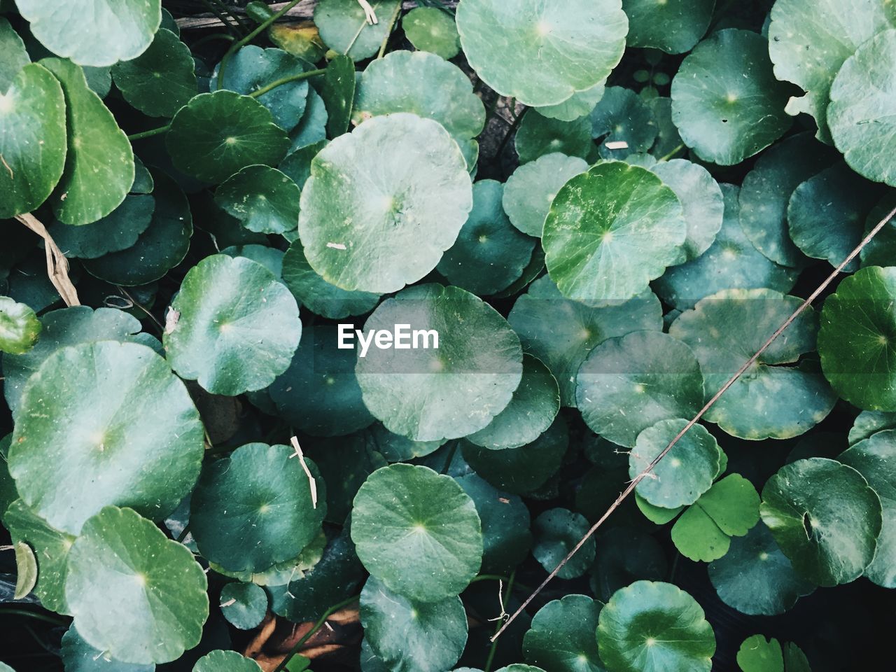 Full frame shot of plants