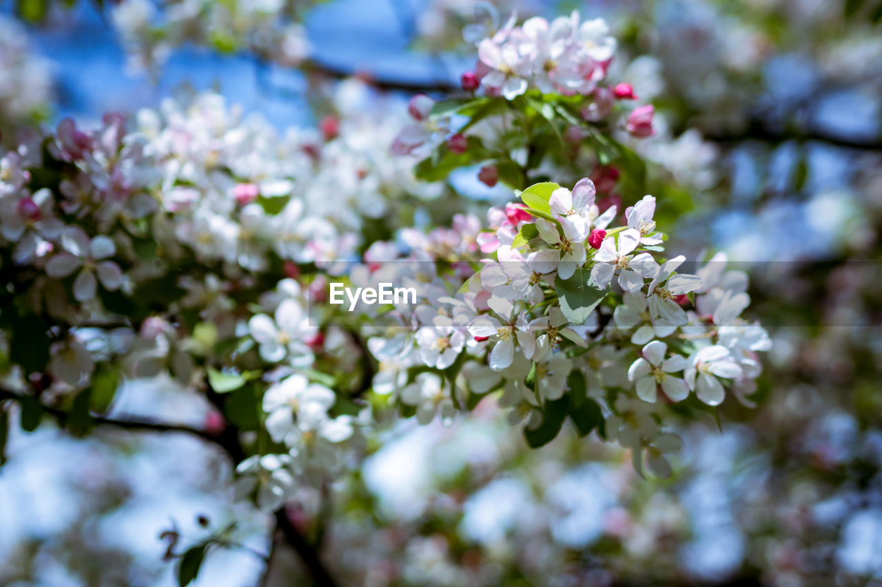 Close-up of fresh white flowers blooming on tree