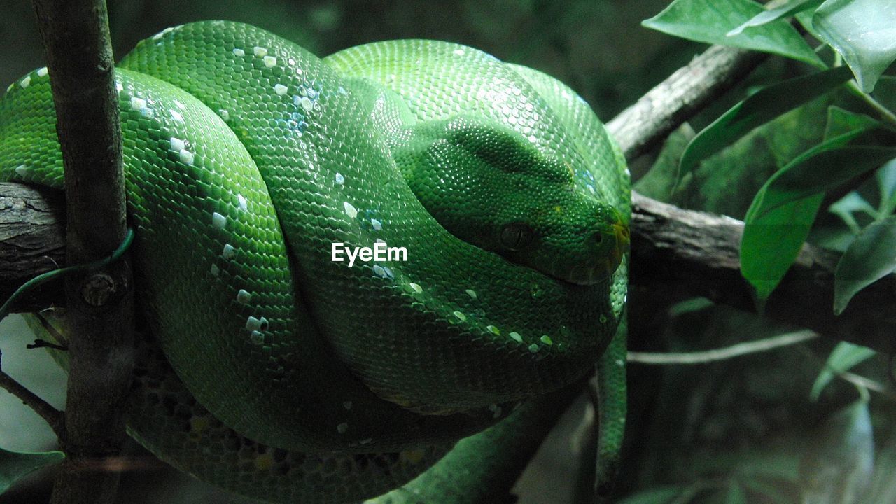 Close-up of green tree python