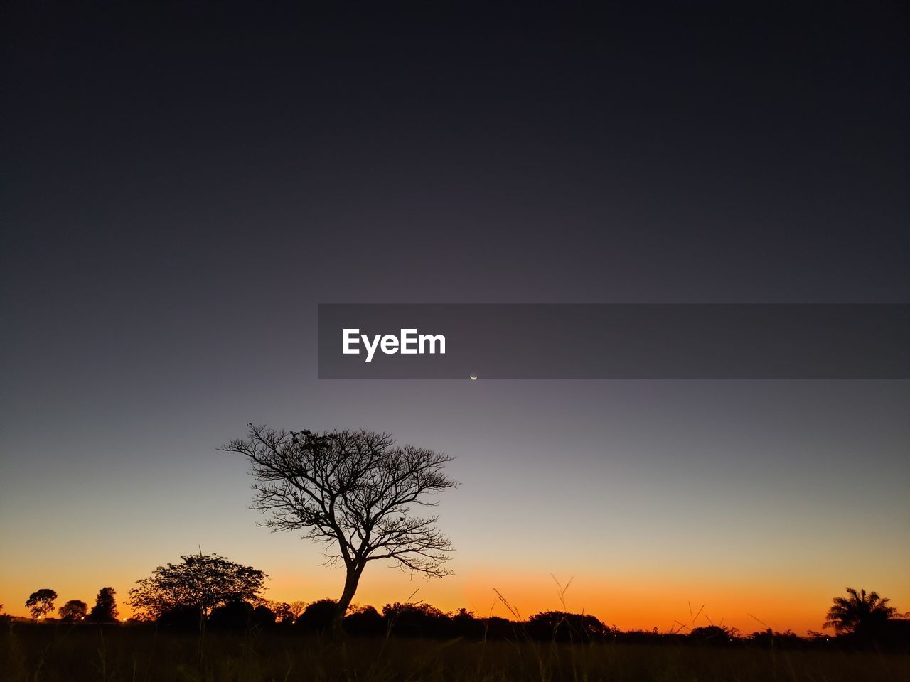 SILHOUETTE OF TREE AT SUNSET