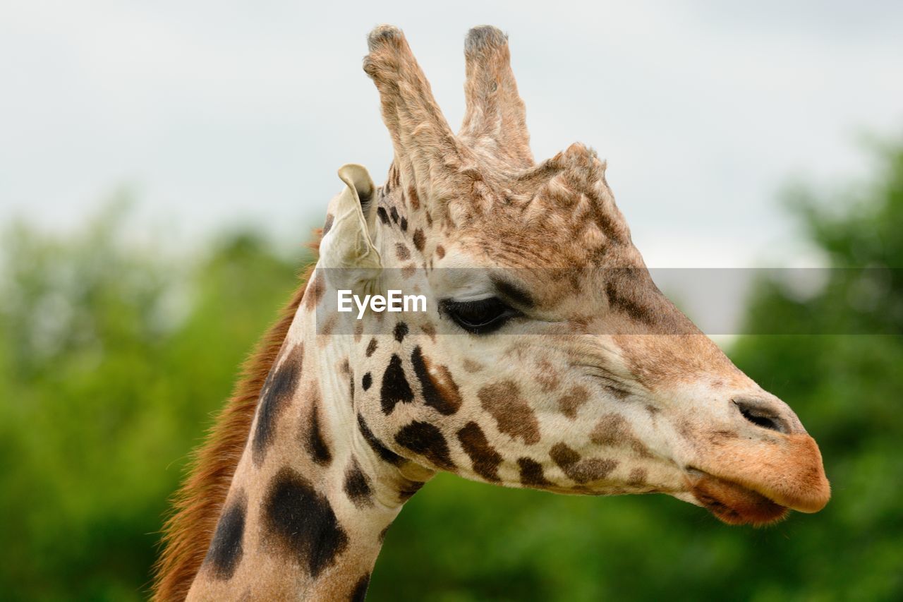 Close-up of giraffe against sky