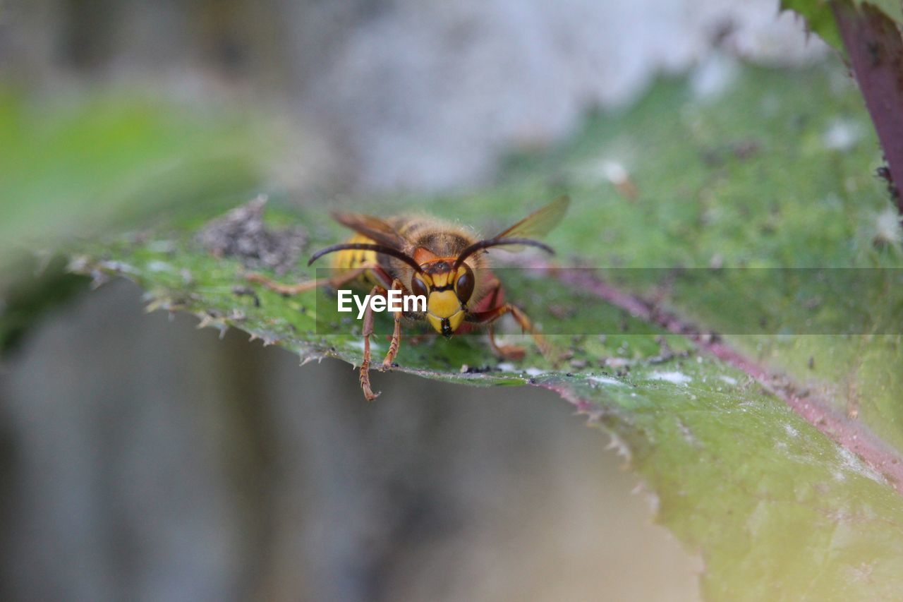 INSECT ON PLANT