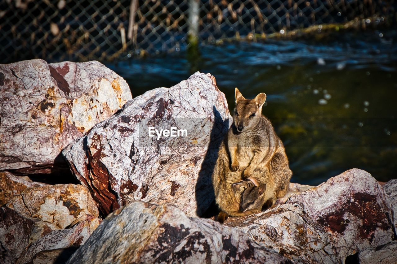 VIEW OF SQUIRREL ON ROCK