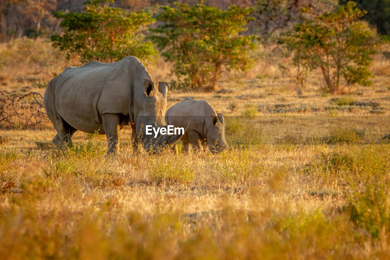 ELEPHANT IN A FARM