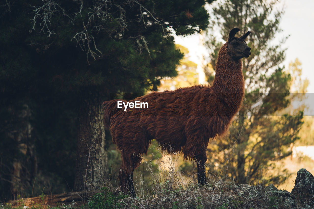 Llama standing on a forest