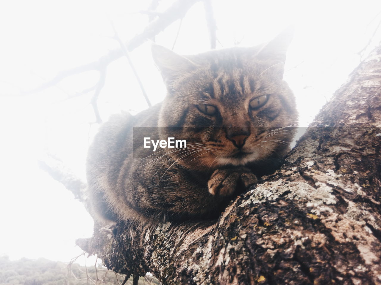 PORTRAIT OF CAT AGAINST TREES