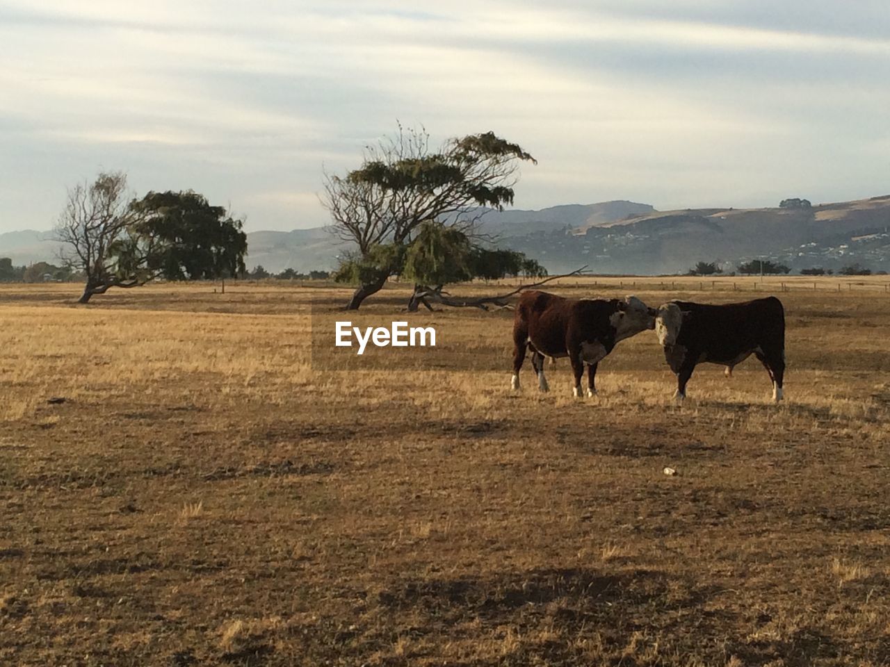 VIEW OF HORSES ON FIELD