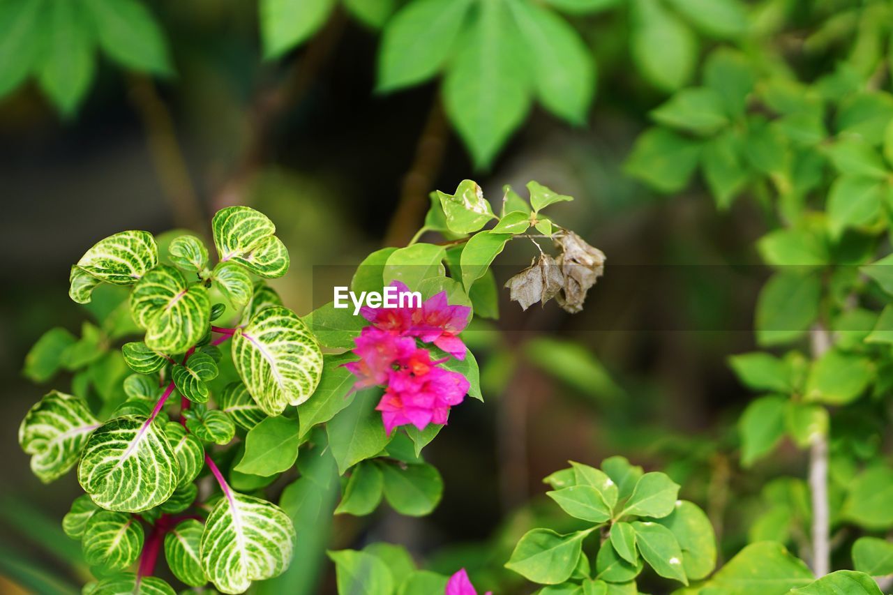 CLOSE-UP OF PINK ROSES ON PLANT