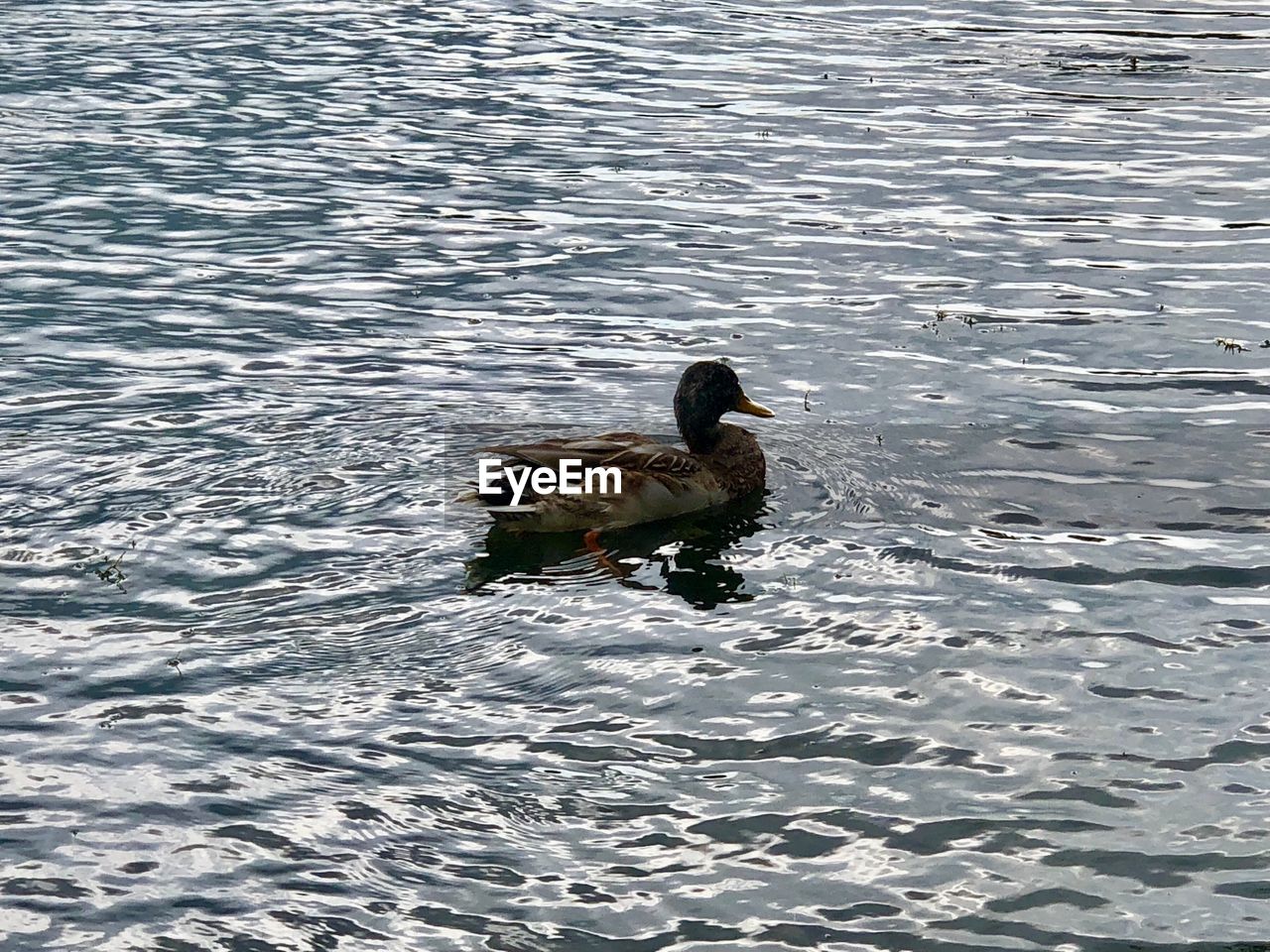 HIGH ANGLE VIEW OF BIRD IN LAKE