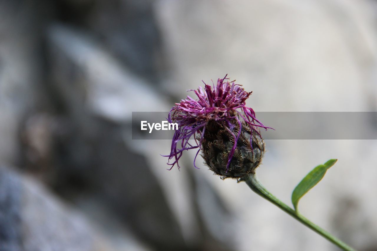 CLOSE-UP OF INSECT ON THISTLE FLOWER