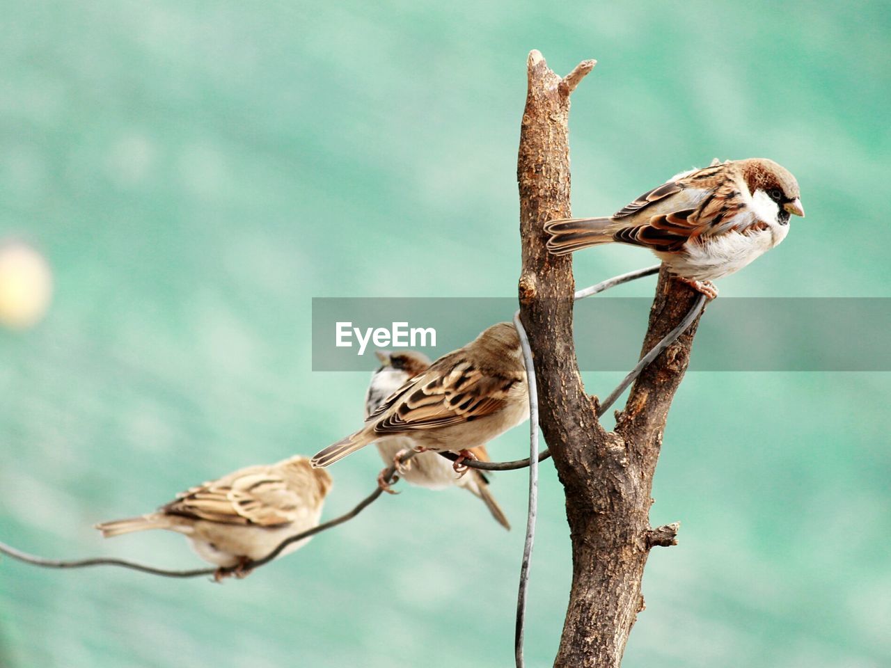 Close-up of birds on branch