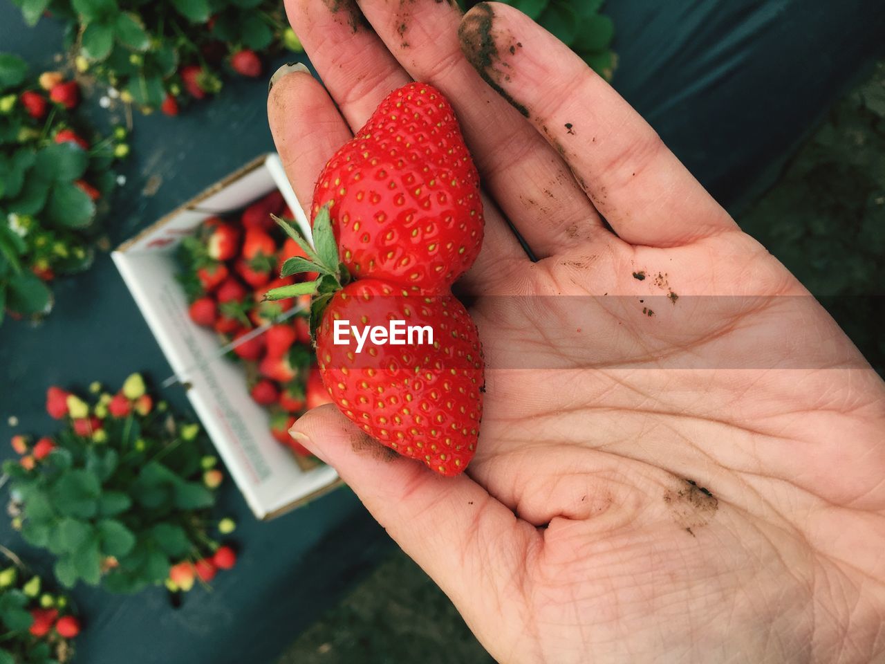 Close-up of hand holding strawberries