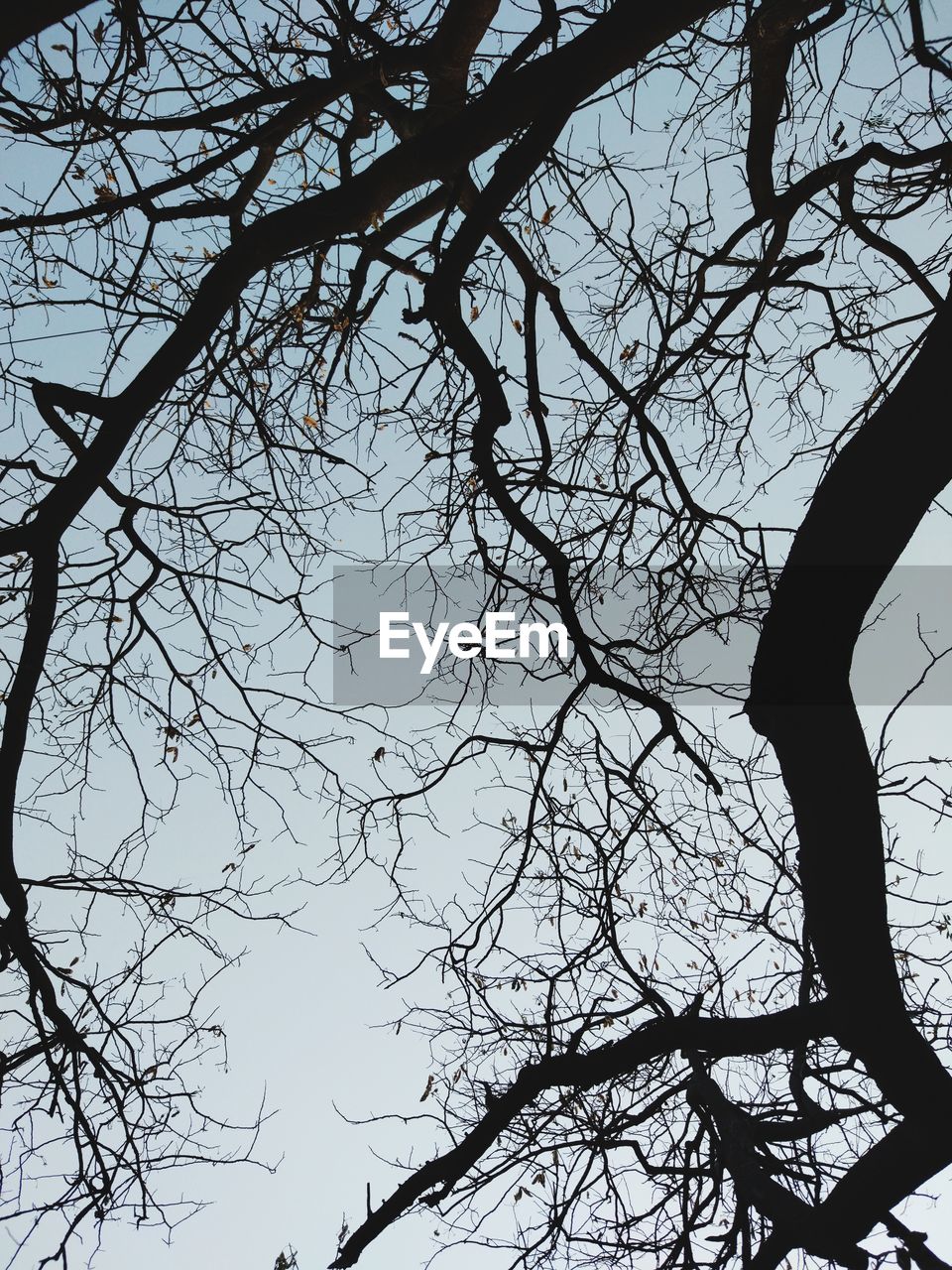 LOW ANGLE VIEW OF BARE TREE AGAINST SKY