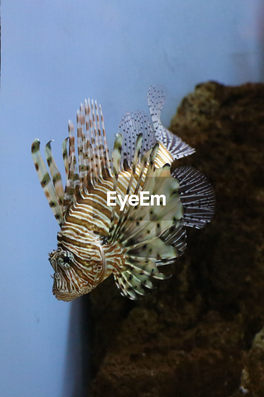 Close-up of lionfish swimming in sea