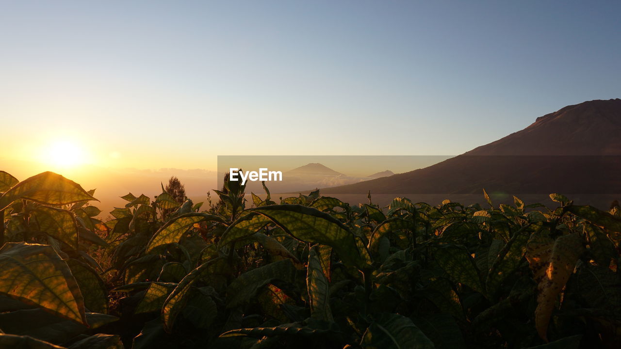 Plants growing on land against sky during sunset