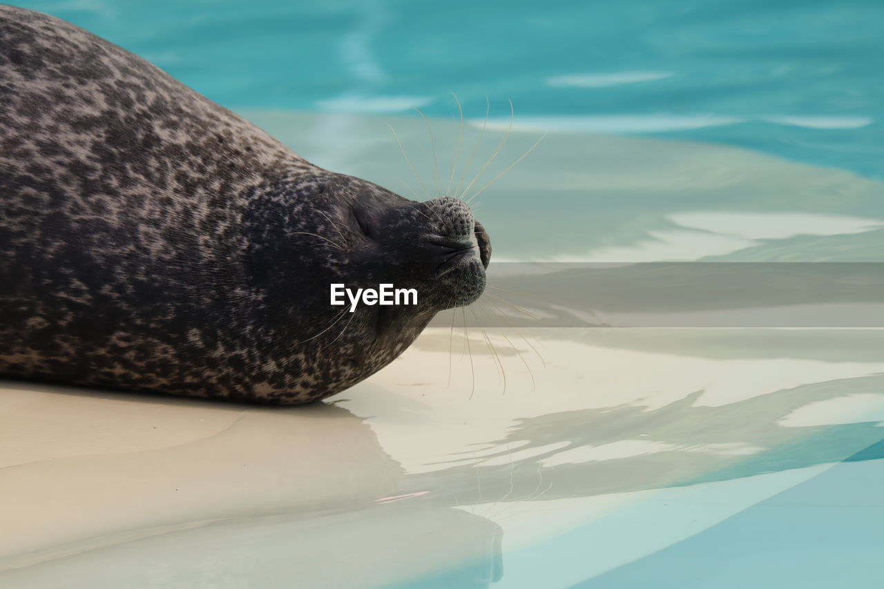 HIGH ANGLE VIEW OF SEA LION IN LAKE