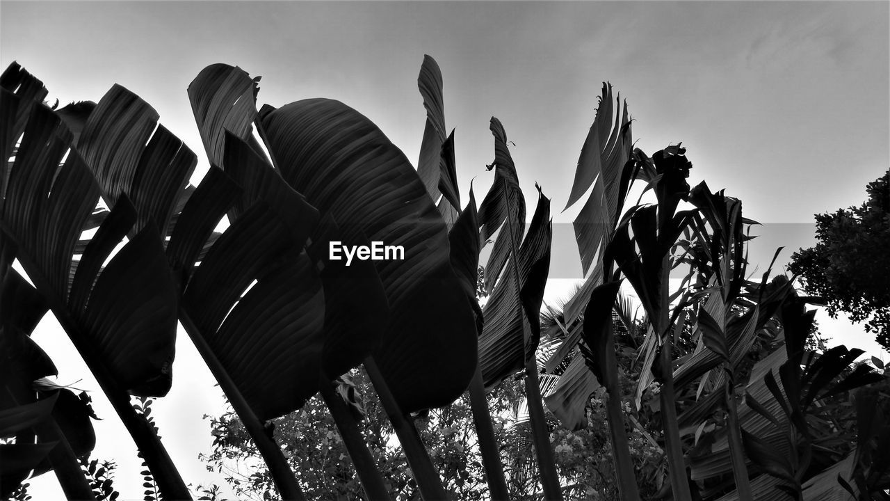 LOW ANGLE VIEW OF TREES AGAINST SKY