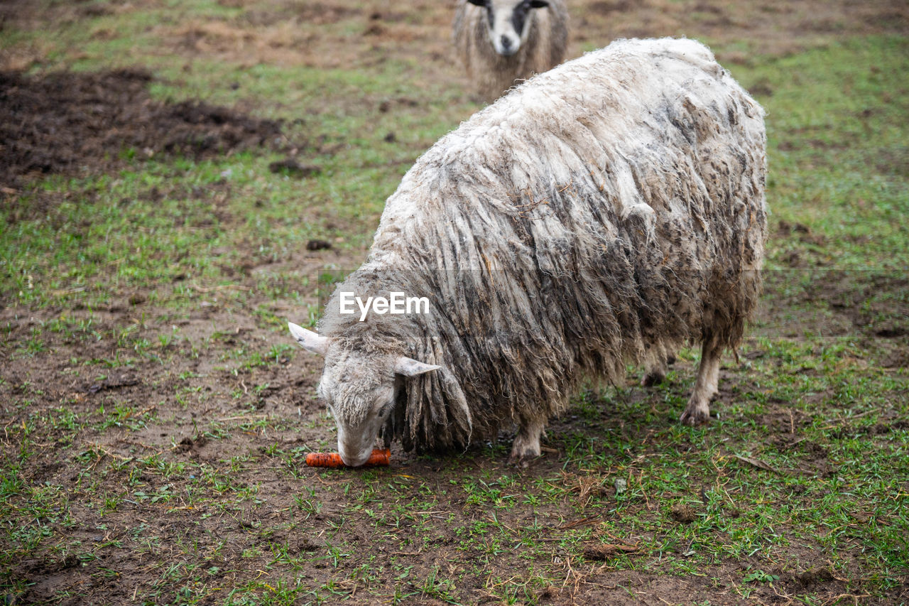 A white hornless heather sheep stands dirty in the field