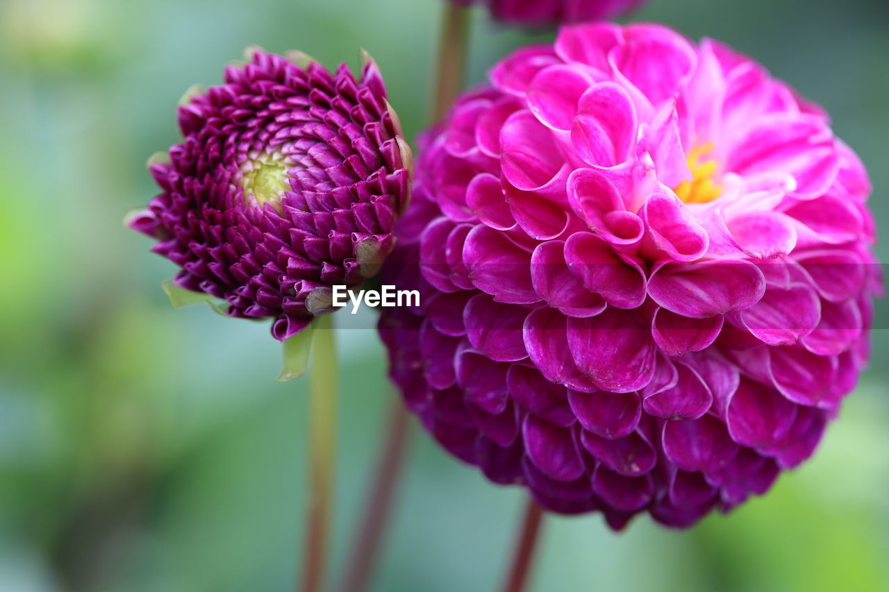 Close-up of pink dahlia flower