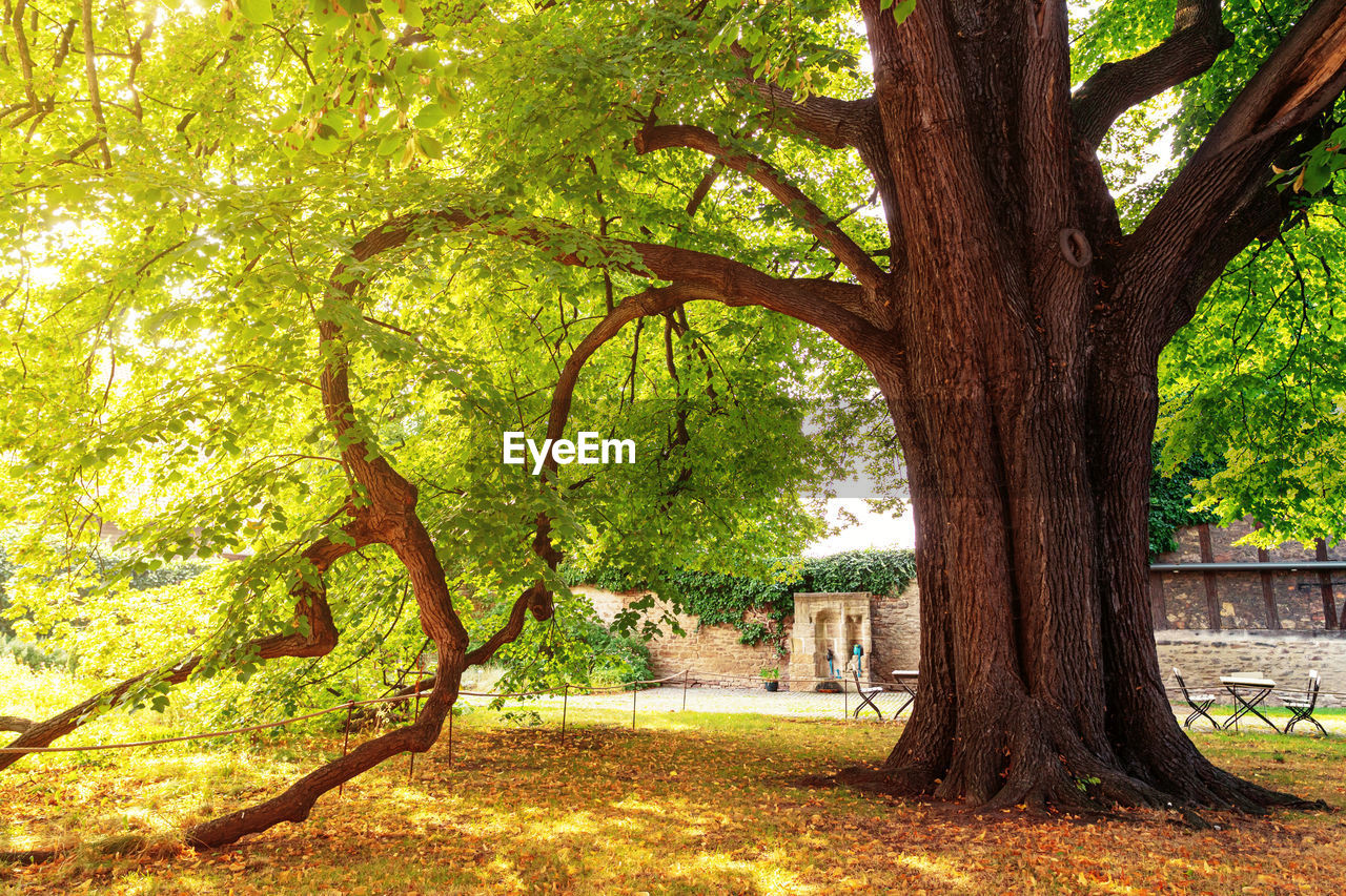 Trees in park