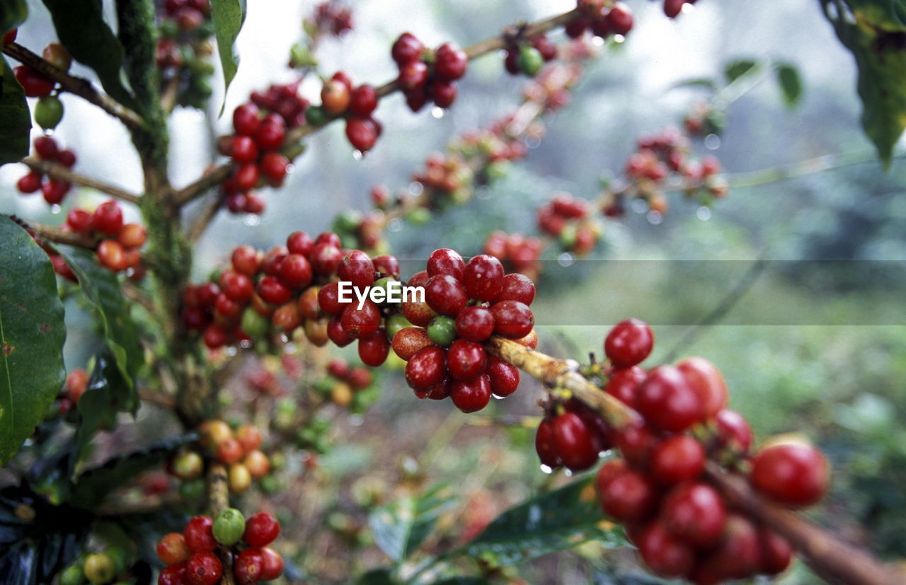 Close-up of berries growing on plant at field