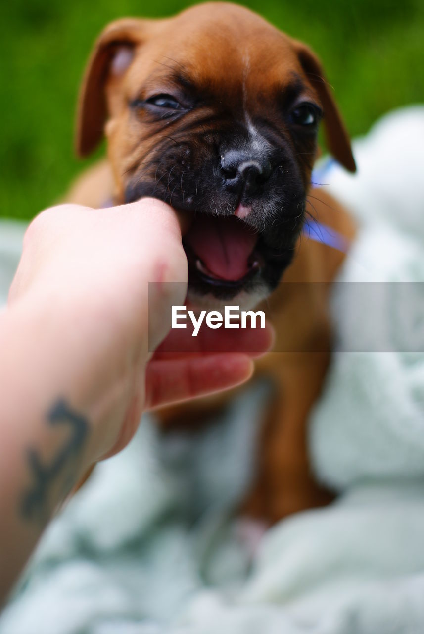 Close-up of dog with man finger in mouth