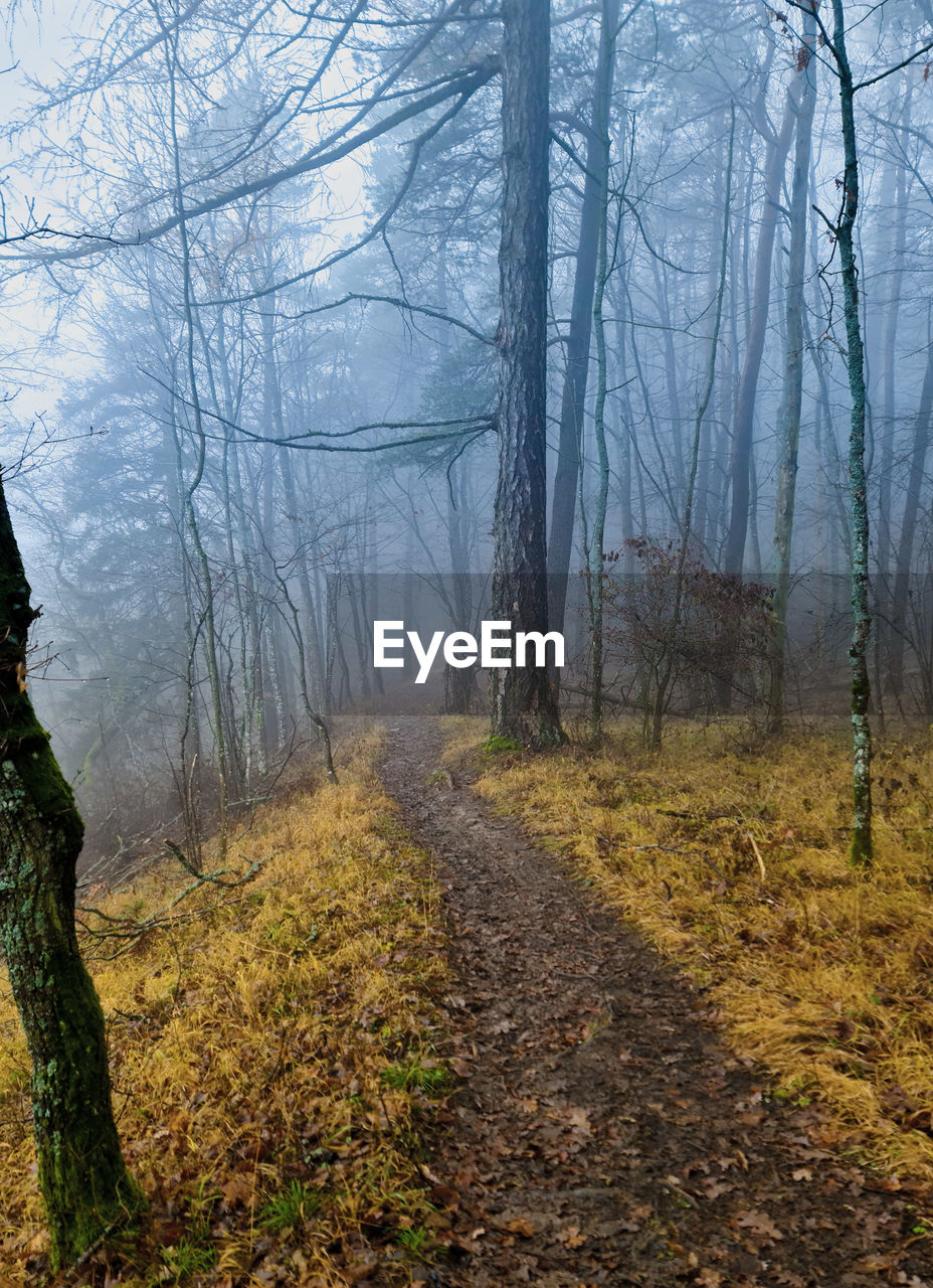 Dirt road amidst trees in forest during autumn