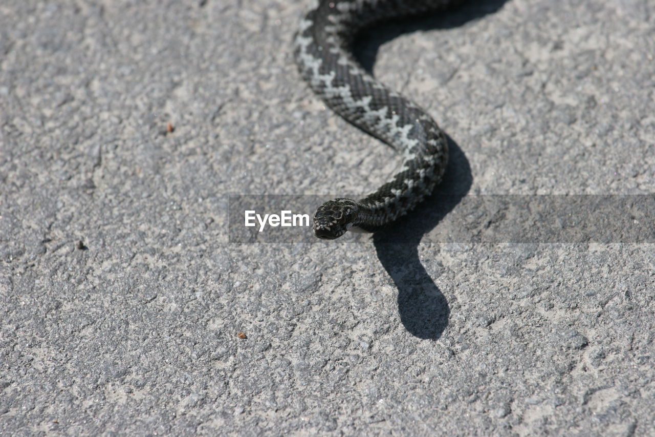 High angle view of snake on rock