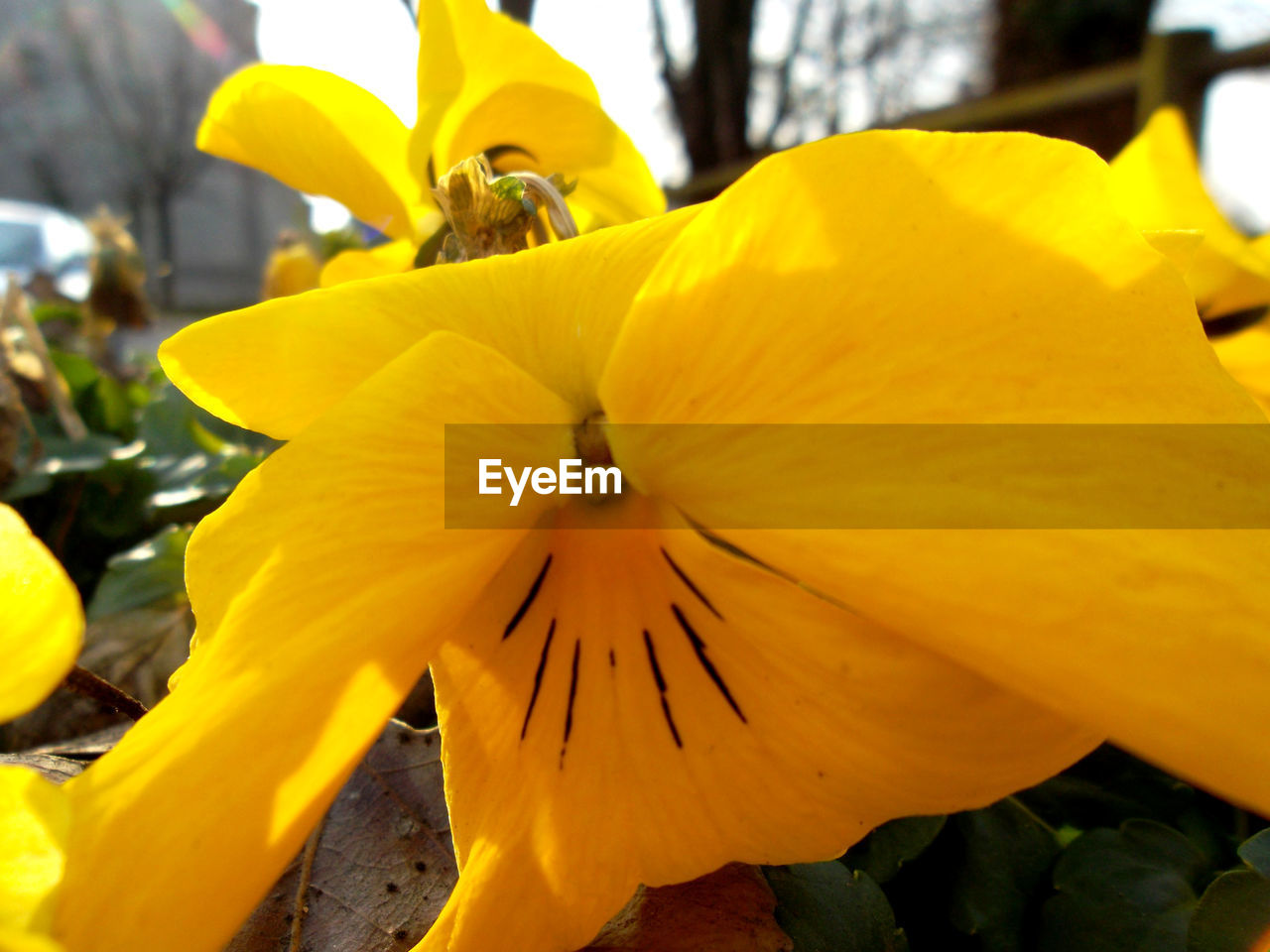 CLOSE-UP OF FRESH YELLOW DAY LILY BLOOMING