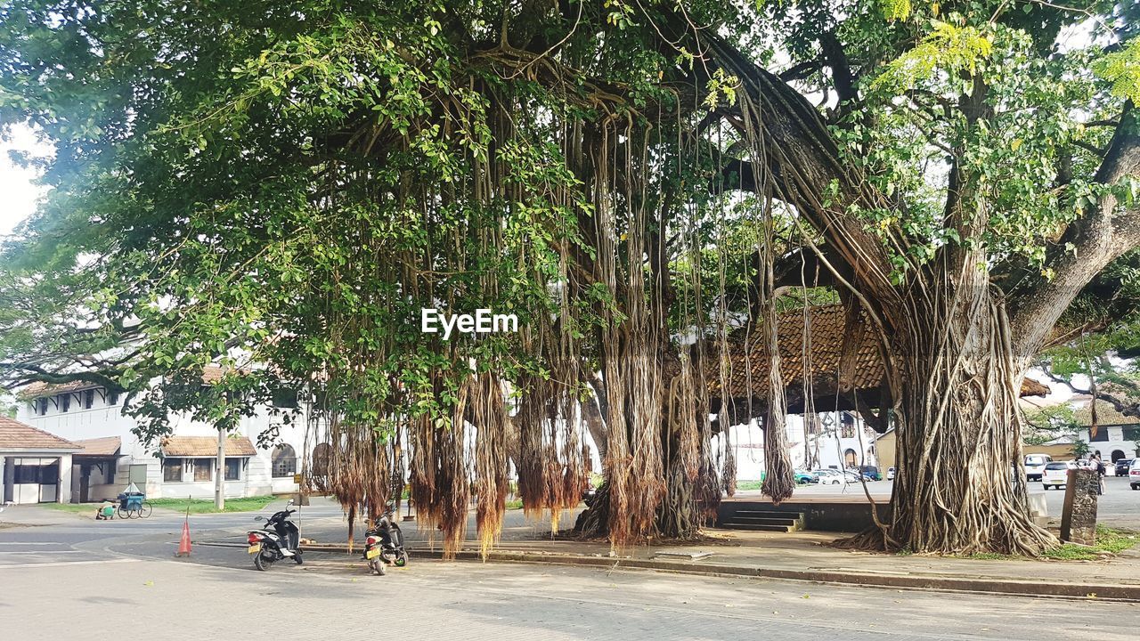 VIEW OF TREES IN STREET