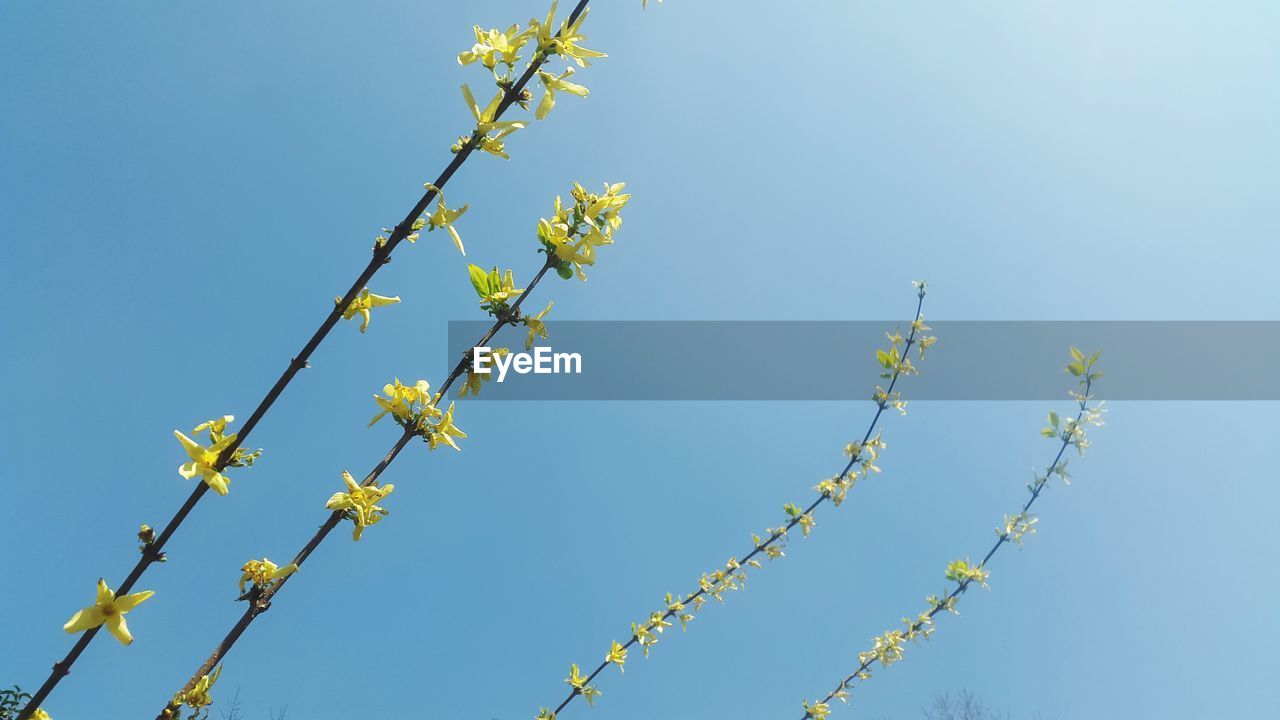 Low angle view of flowering plants against blue sky