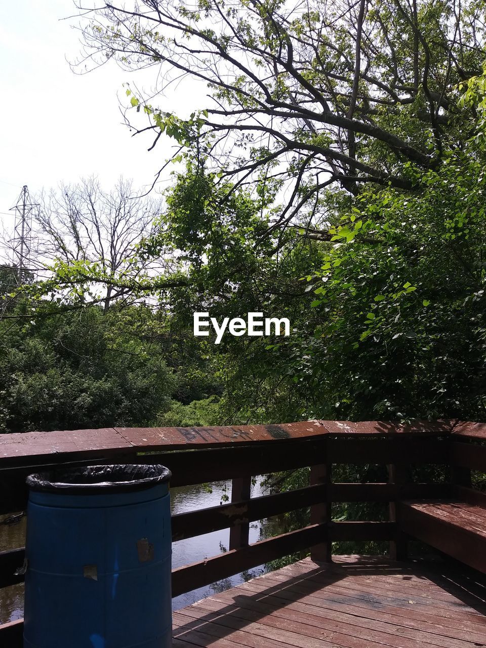 TREES AND BENCH IN YARD