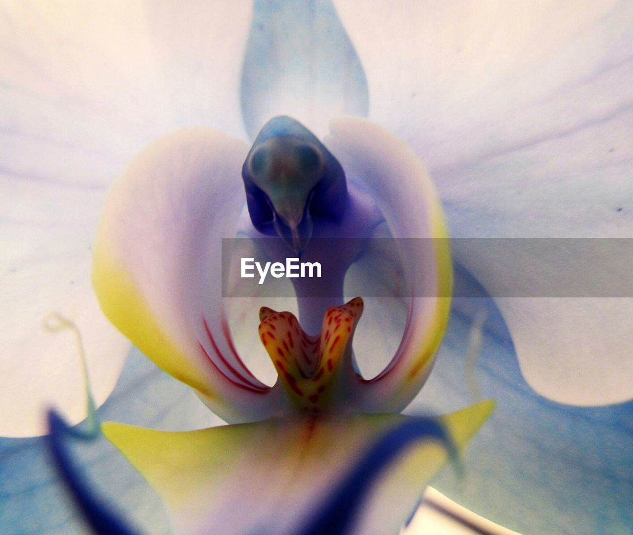 Detail shot of a flower