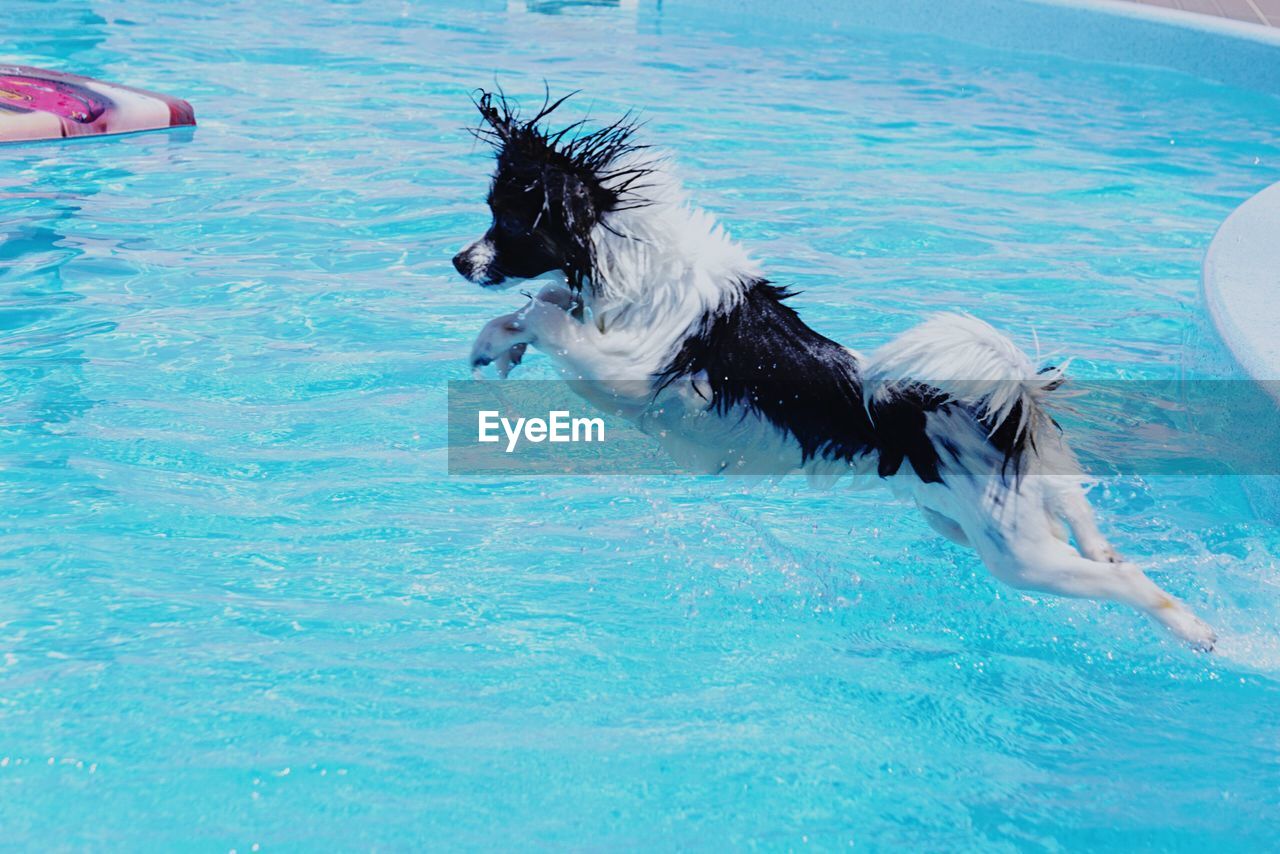 VIEW OF DOG SWIMMING IN WATER