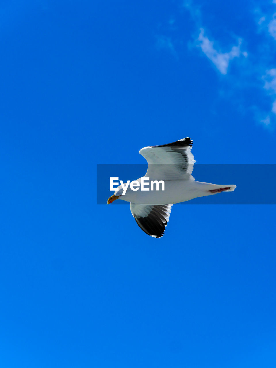 LOW ANGLE VIEW OF SEAGULL FLYING AGAINST BLUE SKY