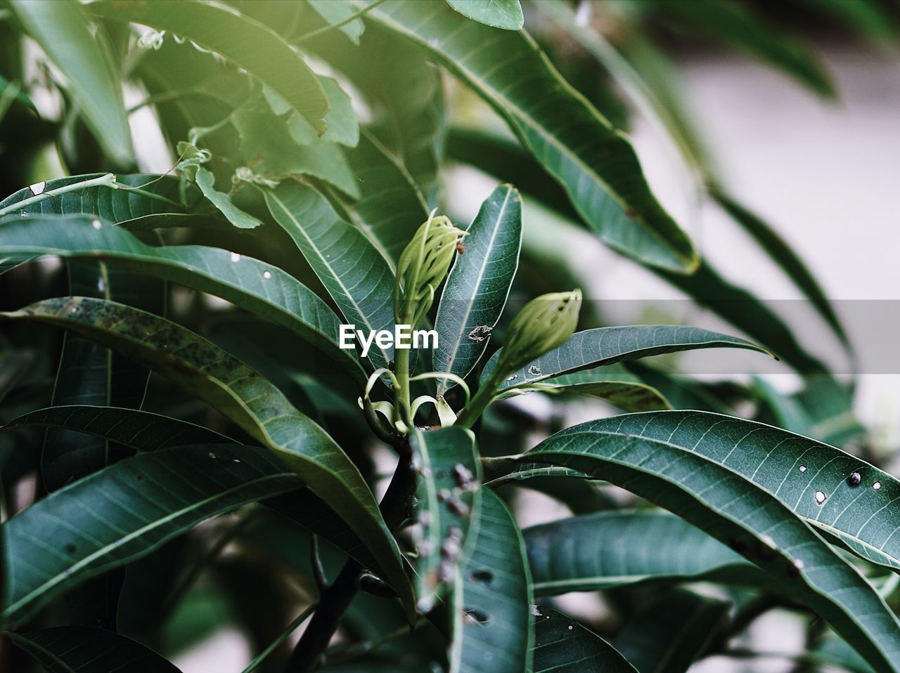 HIGH ANGLE VIEW OF FRESH GREEN PLANT