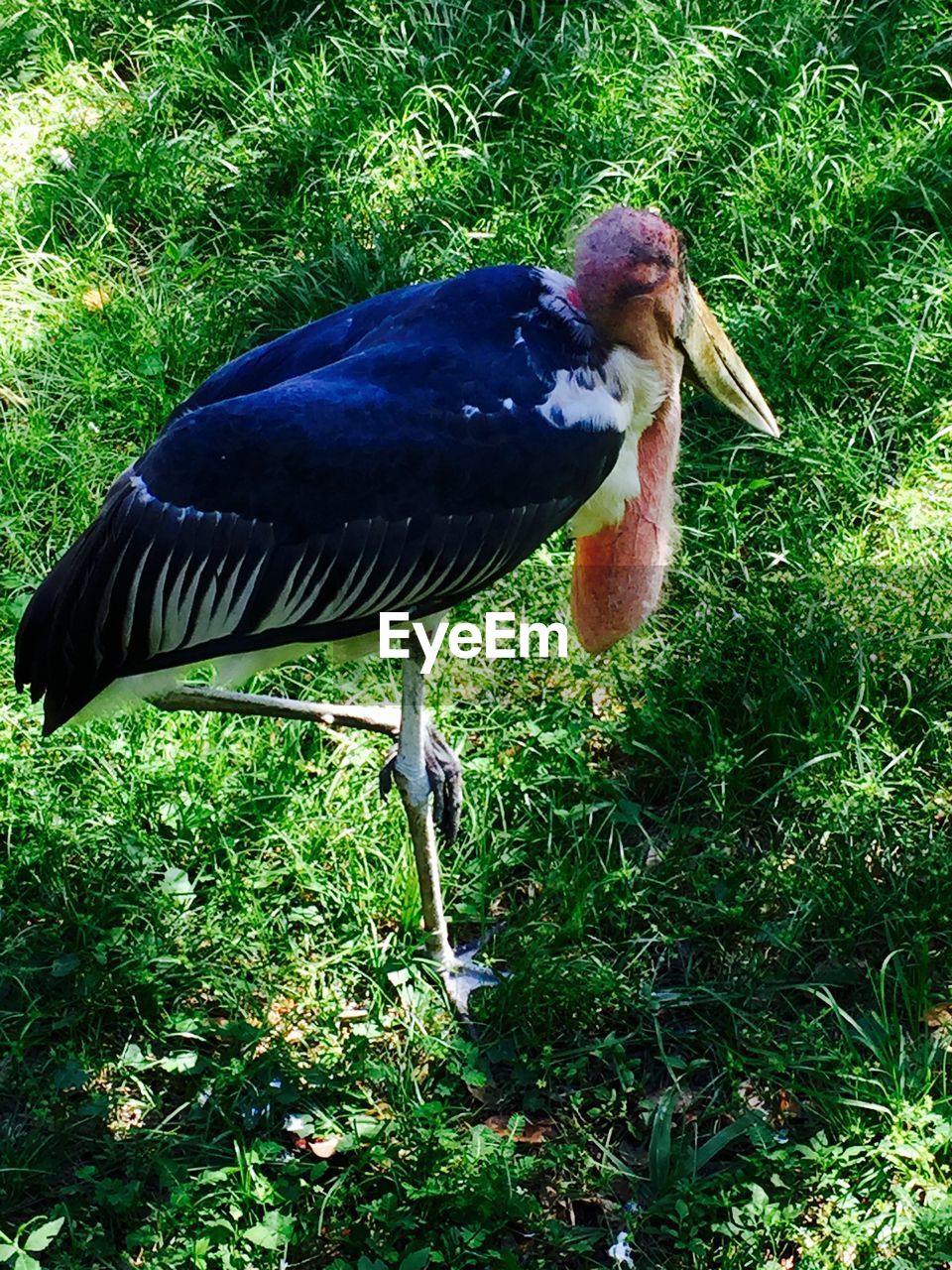 SIDE VIEW OF BIRD ON GRASS