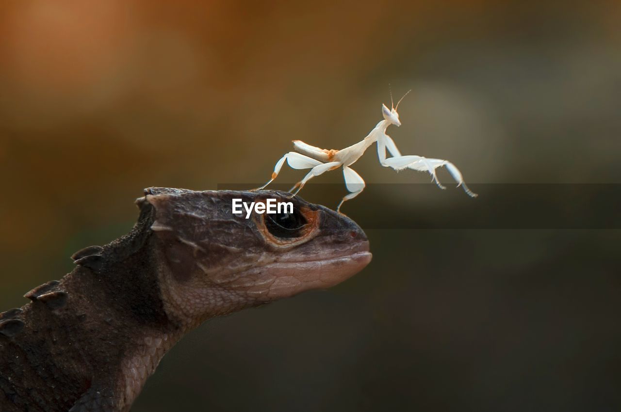 Close-up of praying mantis on lizard