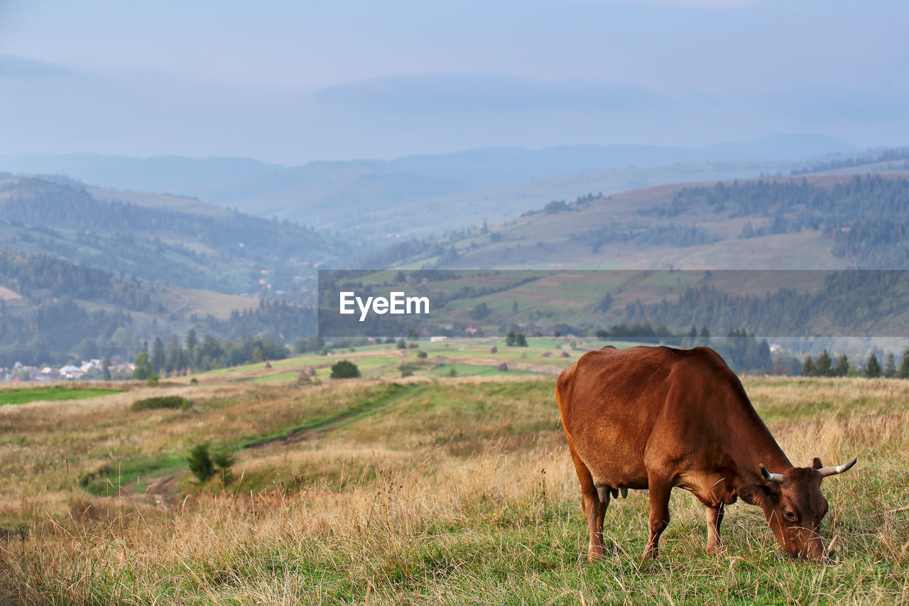 Cow grazing on hill