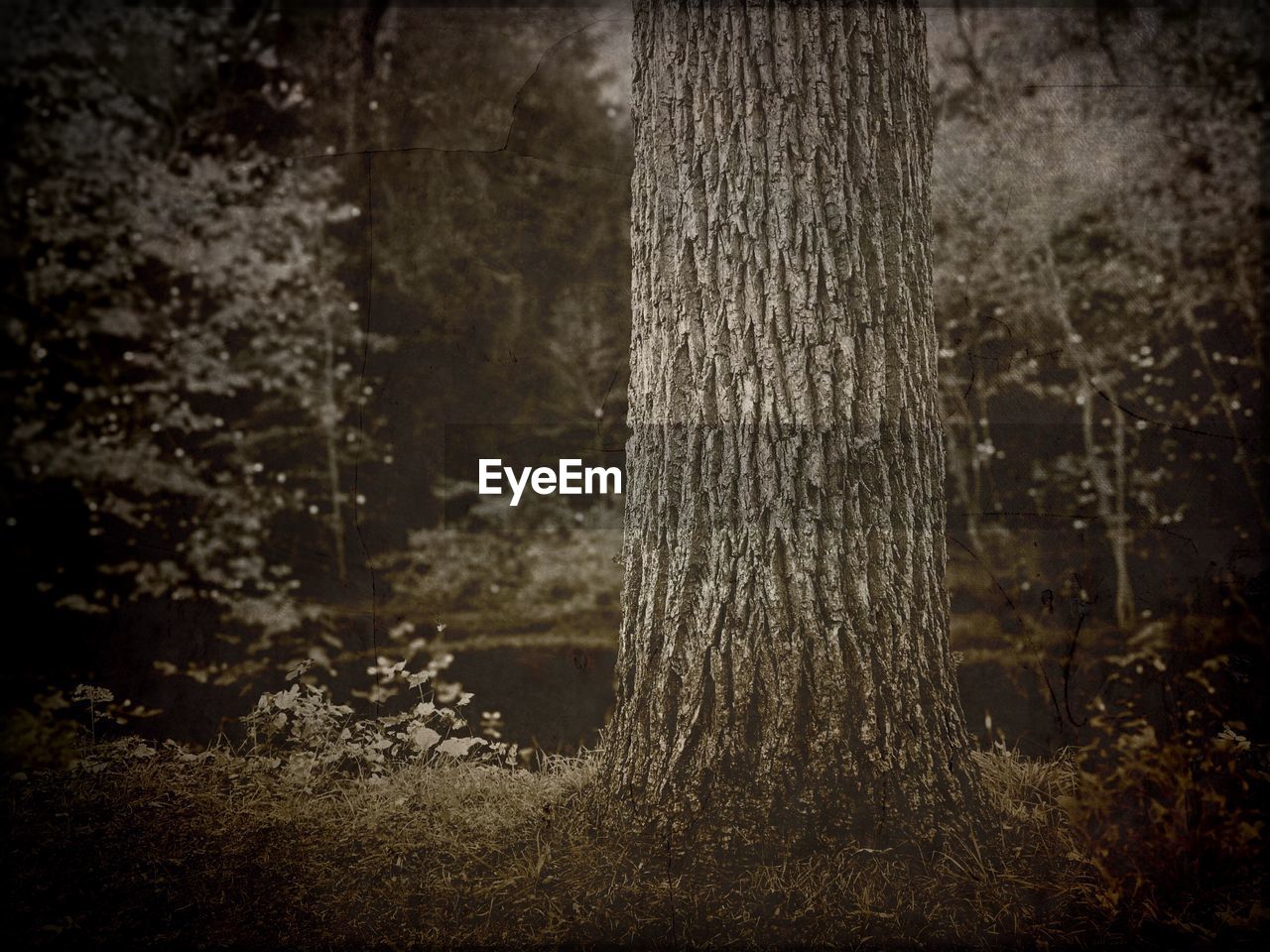 TREE TRUNK IN FOREST