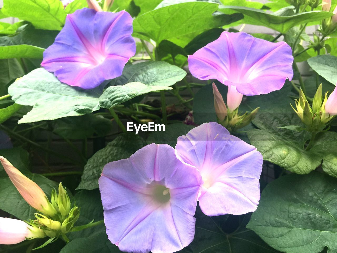 CLOSE-UP OF PINK FLOWERS BLOOMING IN PARK