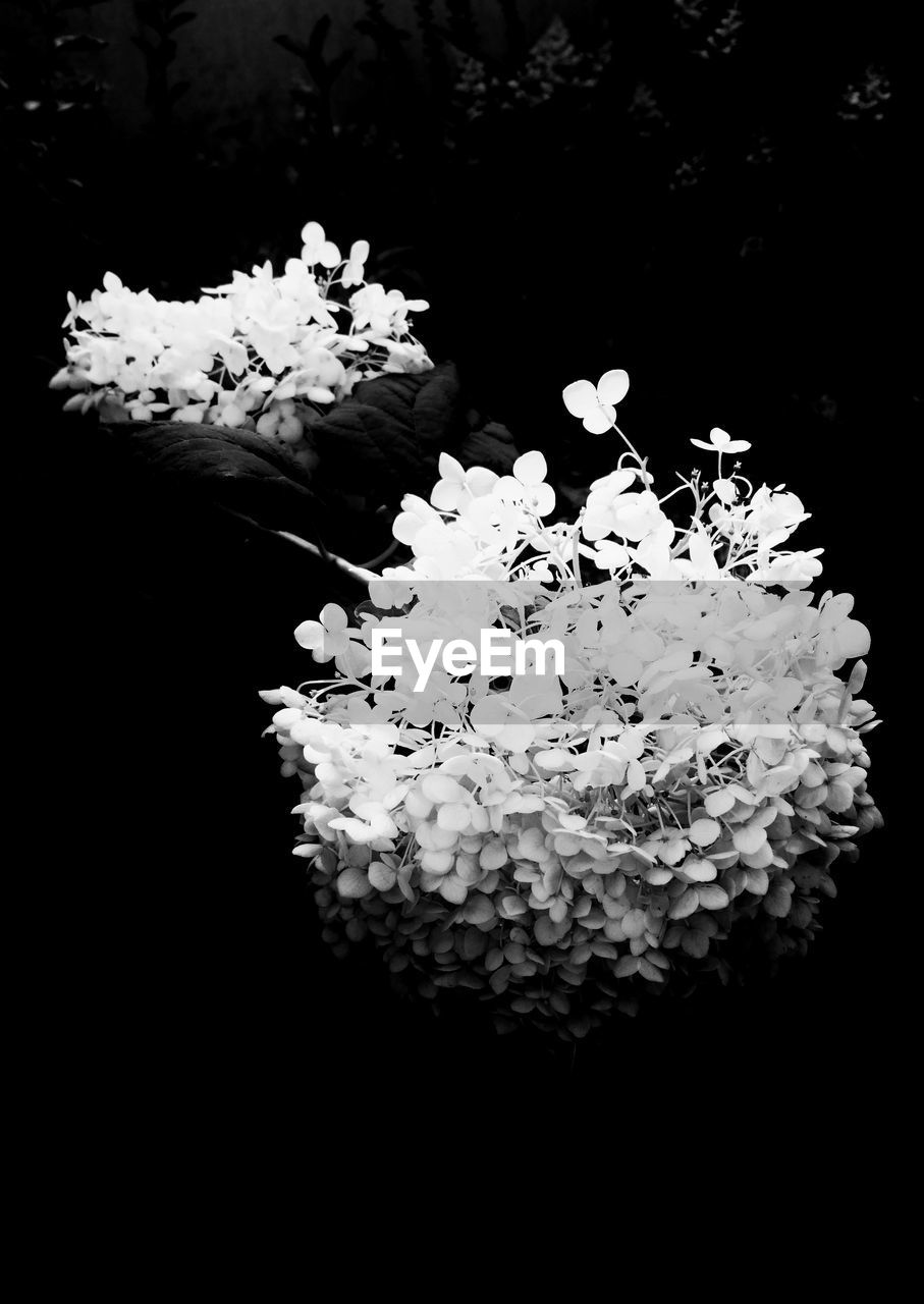 CLOSE-UP OF FLOWERS BLOOMING IN BLACK BACKGROUND