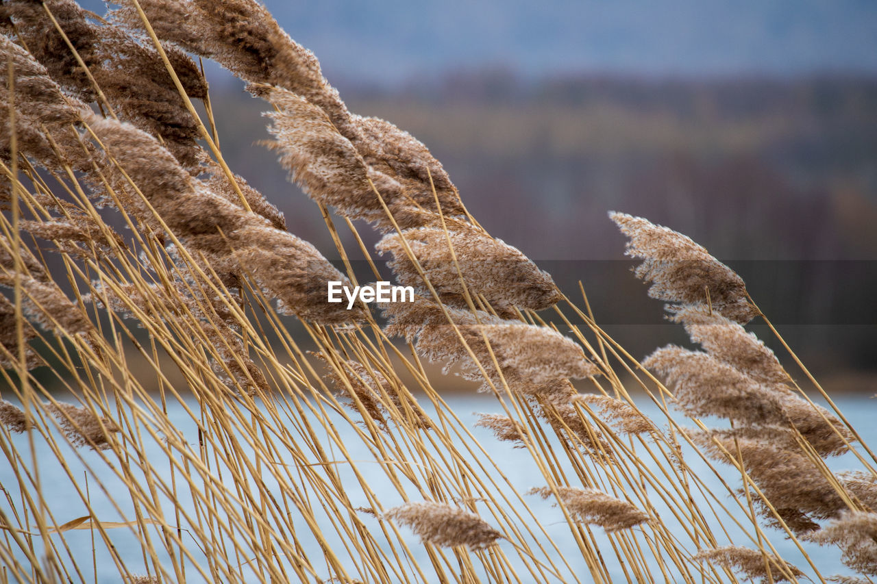 Close-up reed in the wind near a lake