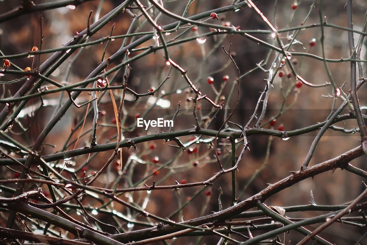 Red berries and branches