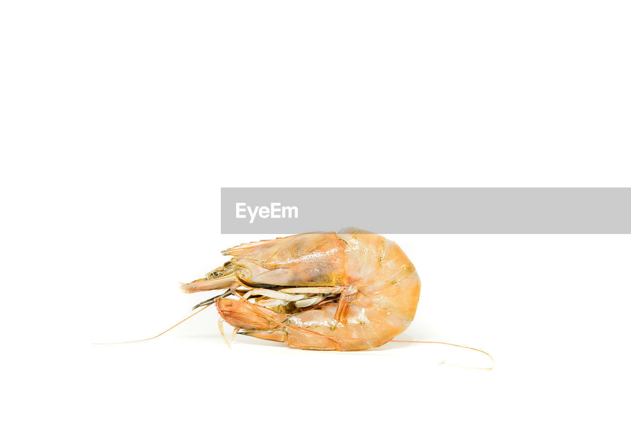 Close-up of shrimp against white background