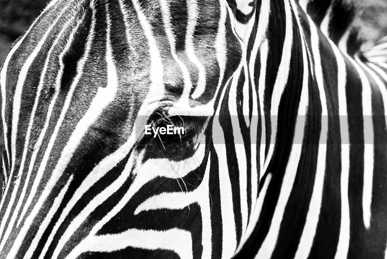 CLOSE-UP OF ZEBRAS