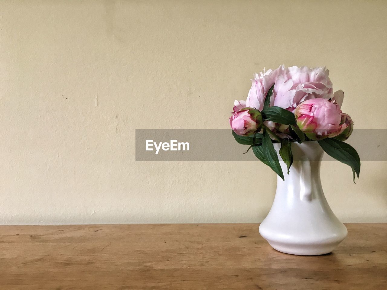 Peony flowers against neutral background negative space