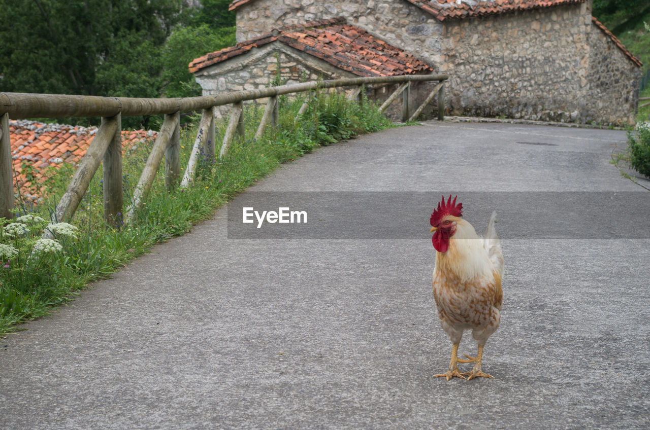 Chicken standing on road